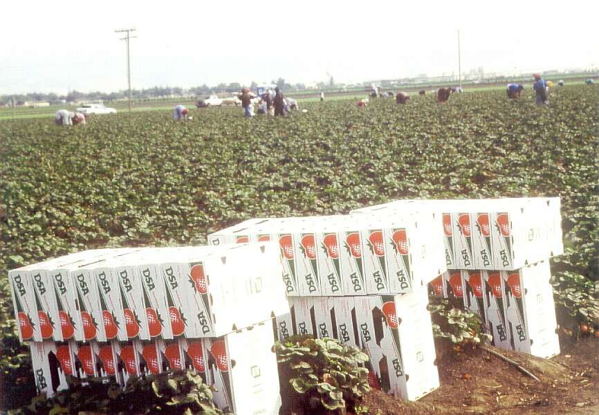 Fruitpickers - click to go back